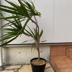 観葉植物　ドラセナの画像