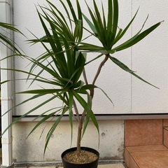 観葉植物　ドラセナの画像