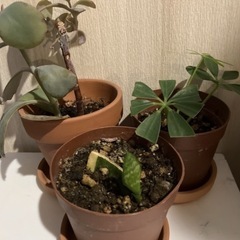 植物🪴3種+子宝草小房①おまけの画像