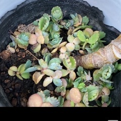 植物🪴3種+子宝草小房①おまけの画像