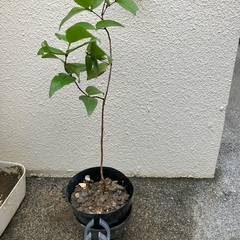 🌱ピタンガ苗🍒①の画像