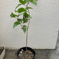 🌱ピタンガ苗🍒①の画像