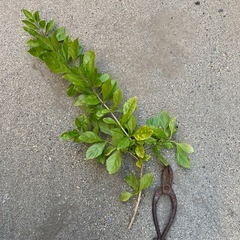 剪定バサミ
の画像