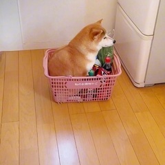 19時30より吉祥寺にて世界一美味しい焼き鳥屋さん飲み