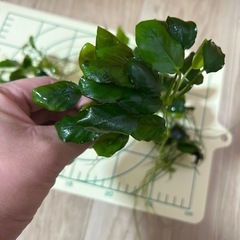 水草　アヌビアス　プチ？の画像