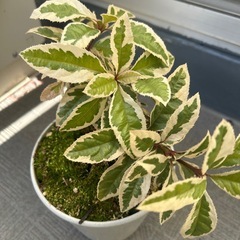 斑入りのお榊の木とアルテルナンテラの画像