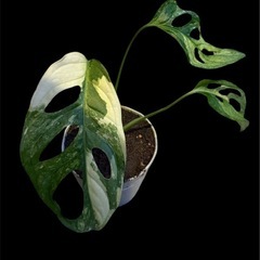 斑入りマドカズラの画像