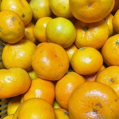 🍊有田みかん🍊Ｂ品10kg　🍊採れたて🍊2300円の画像