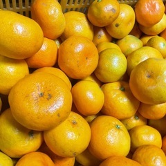 🍊有田みかん🍊Ｂ品10kg　🍊採れたて🍊2300円の画像