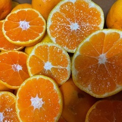 🍊有田みかん🍊Ｂ品10kg　🍊採れたて🍊2300円の画像