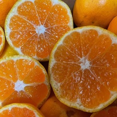 🍊有田みかん🍊Ｂ品10kg　🍊採れたて🍊2300円の画像
