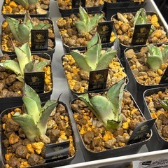 【残り14株】黒豹と思って育ててたら鋸歯が陽炎になったの画像