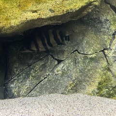 ダトニオプラスワン
の画像