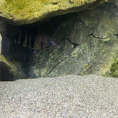 ダトニオプラスワン
の画像