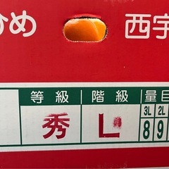 愛媛県産蜜柑1箱10kgの画像