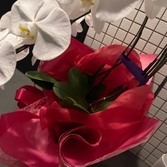 胡蝶蘭(つぼみも有り)の画像