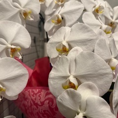 胡蝶蘭(つぼみも有り)の画像