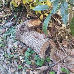 伐採した木と枝葉（広葉樹）の画像