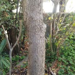 伐採した木と枝葉（広葉樹）の画像