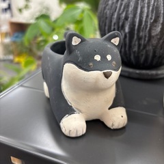 植木鉢 犬 柴犬 ポット 多肉植物の画像