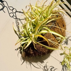 【観葉植物】オリヅルラン・ハンギングの画像