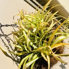 【観葉植物】オリヅルラン・ハンギングの画像