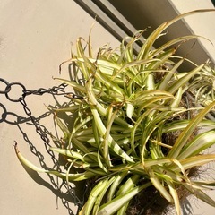 【観葉植物】オリヅルラン・ハンギングの画像