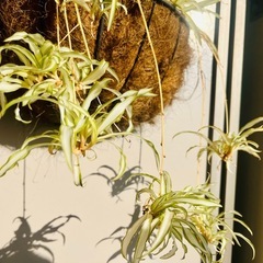 【観葉植物】オリヅルラン・ハンギングの画像