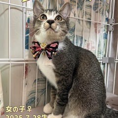 美人なキジ白 4ヶ月女の子🐈💛