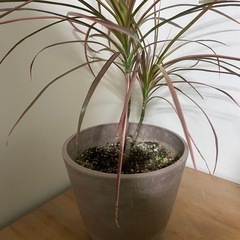 コンシンネの画像