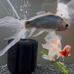 朱文金　2匹　金魚の画像