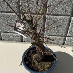 盆栽 花梅 紅白2色の画像