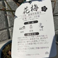 盆栽 花梅 紅白2色の画像