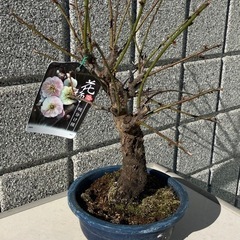 盆栽 花梅 紅白2色の画像