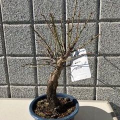 盆栽 花梅 紅白2色の画像