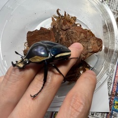 昆虫　
シロヘリオオツノカナブン　　幼虫　　の画像