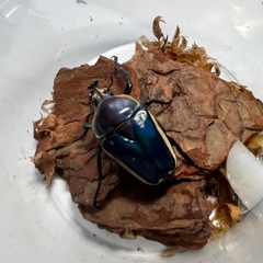 昆虫　
シロヘリオオツノカナブン　　幼虫　　の画像