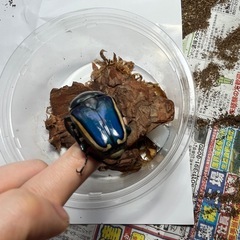 昆虫　
シロヘリオオツノカナブン　　幼虫　　の画像