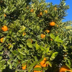 ④無農薬　みかん　お子様のいるご家族様は収穫体験可能の画像