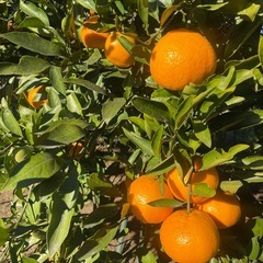 ④無農薬　みかん　お子様のいるご家族様は収穫体験可能の画像