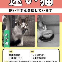 キジ白の迷い猫🐱を保護しています。情報提供をお願いします🥺