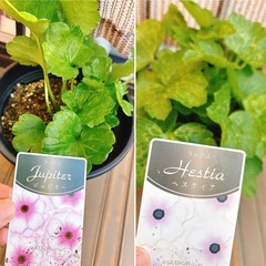 ラナンキュラスラックス
6鉢セットの画像