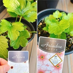 ラナンキュラスラックス
6鉢セットの画像