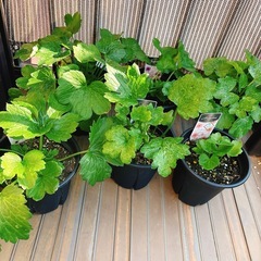 ラナンキュラスラックス
6鉢セットの画像