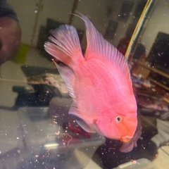 キングコングパロットの画像