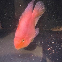 キングコングパロットの画像