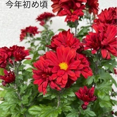 植物  寒菊 鉢ごとの画像