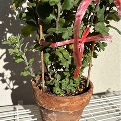 植物  寒菊 鉢ごとの画像