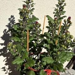 植物  寒菊 鉢ごとの画像