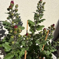 植物  寒菊 鉢ごとの画像